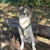 Hütehund sucht erfahrenes Zuhause