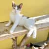 Liebe Katzenkinder Cali und Eddie