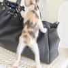 Liebe Katzenkinder Cali und Eddie