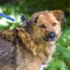 Stattlicher Begleiter mit viel Potenzial: Grisha