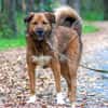 Stattlicher Begleiter mit viel Potenzial: Grisha