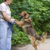 Stattlicher Begleiter mit viel Potenzial: Grisha