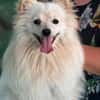 Toto m ~1,5 J sucht power frauchen/ herrchen