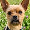 Rocky in 42859 Remscheid