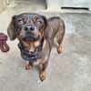 TITOU (A TROUVE SA FAMILLE)