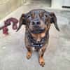 TITOU (A TROUVE SA FAMILLE)