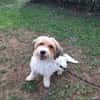 XENA (a trouver sa famille)