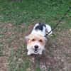 XENA (a trouver sa famille)