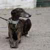 CHENCHO