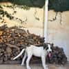 ARES (Martina)