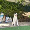 ARES (Martina)