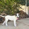 ARES (Martina)