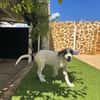 ARES (Martina)
