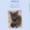 merlin