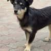 Zorro