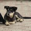 Zorro