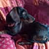 Thalie