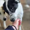 Pongo