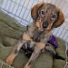 🐾💕 SARISA  EIN ZARTES HUNDEHERZ SUCHT SEIN ZUHAUSE