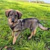 🐾💕 SARISA  EIN ZARTES HUNDEHERZ SUCHT SEIN ZUHAUSE