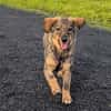 🐾💕 SARISA  EIN ZARTES HUNDEHERZ SUCHT SEIN ZUHAUSE