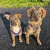 🐾💕 SARISA  EIN ZARTES HUNDEHERZ SUCHT SEIN ZUHAUSE
