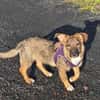 🐾💕 SARITA  KLEINES HUNDEMÄDCHEN SUCHT IHRE MENSCHEN 💕🐾