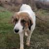 NICA - ganz viel Hund zum lieb haben