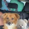 🐾❤ KALLE (ARAMIS) SUCHT SEINEN PLATZ IM LEBEN