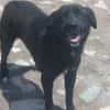 VALERIE - Zuhause gesucht