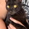 Carlito, neugieriges Pantherkitten, ca. 6 Monate *in 76149 K