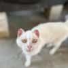 Unser liebes Katzenmädchen Diya sucht ihr goldenes Körbchen
