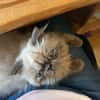 Cappuccino  bezaubernder Perserkater sucht liebevolles Zuha