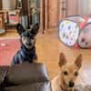 Die liebe Candy sucht ihr Zuhause
