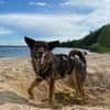 Dringend Zuhause in ländlichem reizfreien Umfeld gesucht