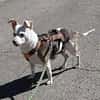 Alice - Familienhund sucht Familie