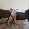 Alice - Familienhund sucht Familie
