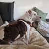 Alice - Familienhund sucht Familie