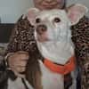 Alice - Familienhund sucht Familie