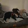 Charlene sucht ein Zuhause