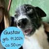Sensibler Gustav sucht ruhiges Zuhause!