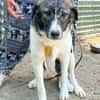 Sensibler Gustav sucht ruhiges Zuhause!