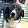 Sensibler Gustav sucht ruhiges Zuhause!