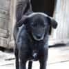 Earl ist ein bezaubernder Hundejunge!