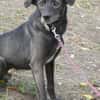 Earl ist ein bezaubernder Hundejunge!
