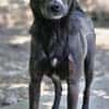 Earl ist ein bezaubernder Hundejunge!