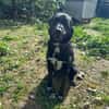 THELMA