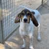 FICELLE