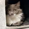 TAHIRI (FIV+)