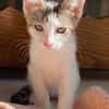 MIMO ET POMPONETTE À ADOPTER EN DUO OU SEUL SI DÉJÀ UN CHAT CHEZ VOUS